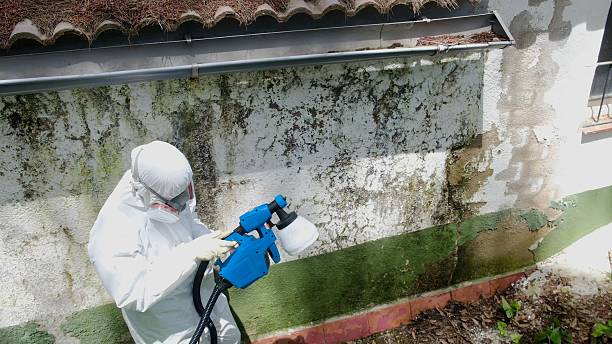Top rated local Attic Mold Remediation specialists in Farmington, MN